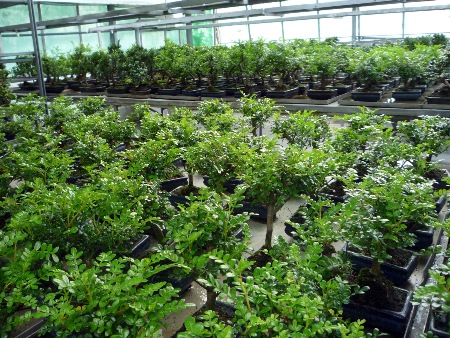 Bonsai