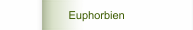 Euphorbien