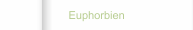 Euphorbien