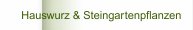    Hauswurz & Steingartenpflanzen
