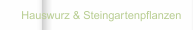    Hauswurz & Steingartenpflanzen
